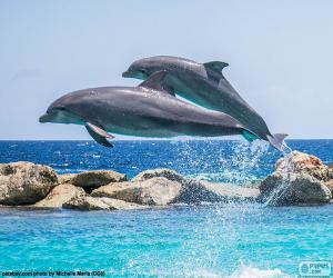 пазл Два дельфина прыгать